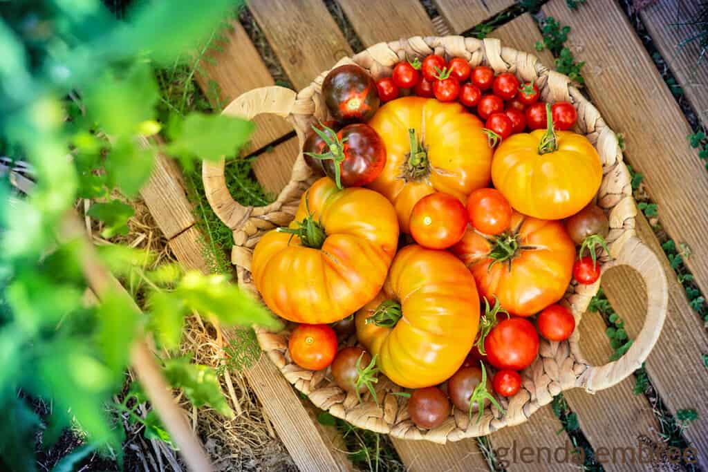 basket of tomatoes on a wooden crate