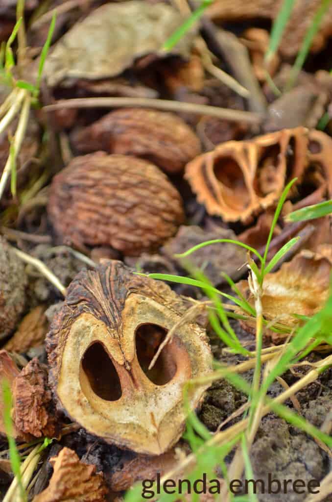 black walnuts and open balck walnut shells lying in the grass